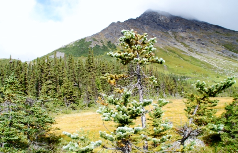 Alpine Tundra and boreal forests of northern BC